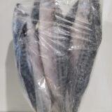 Mackerel
